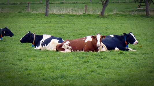 Concerns cattle beef