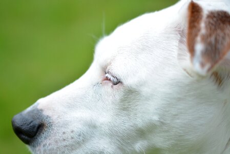 Animal portrait terrier white