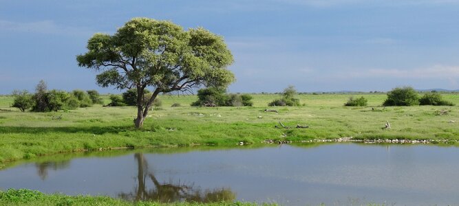 Lake landscape green