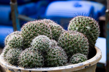 Plant desert pot photo