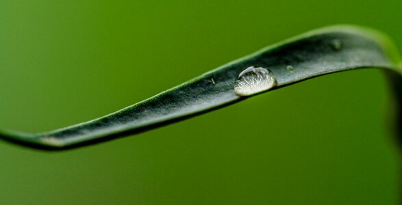 Leaf wet liquid photo