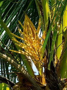 Palm blossom coconut tree palm