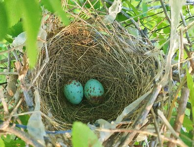 Nesting eggs mockingbird eggs photo