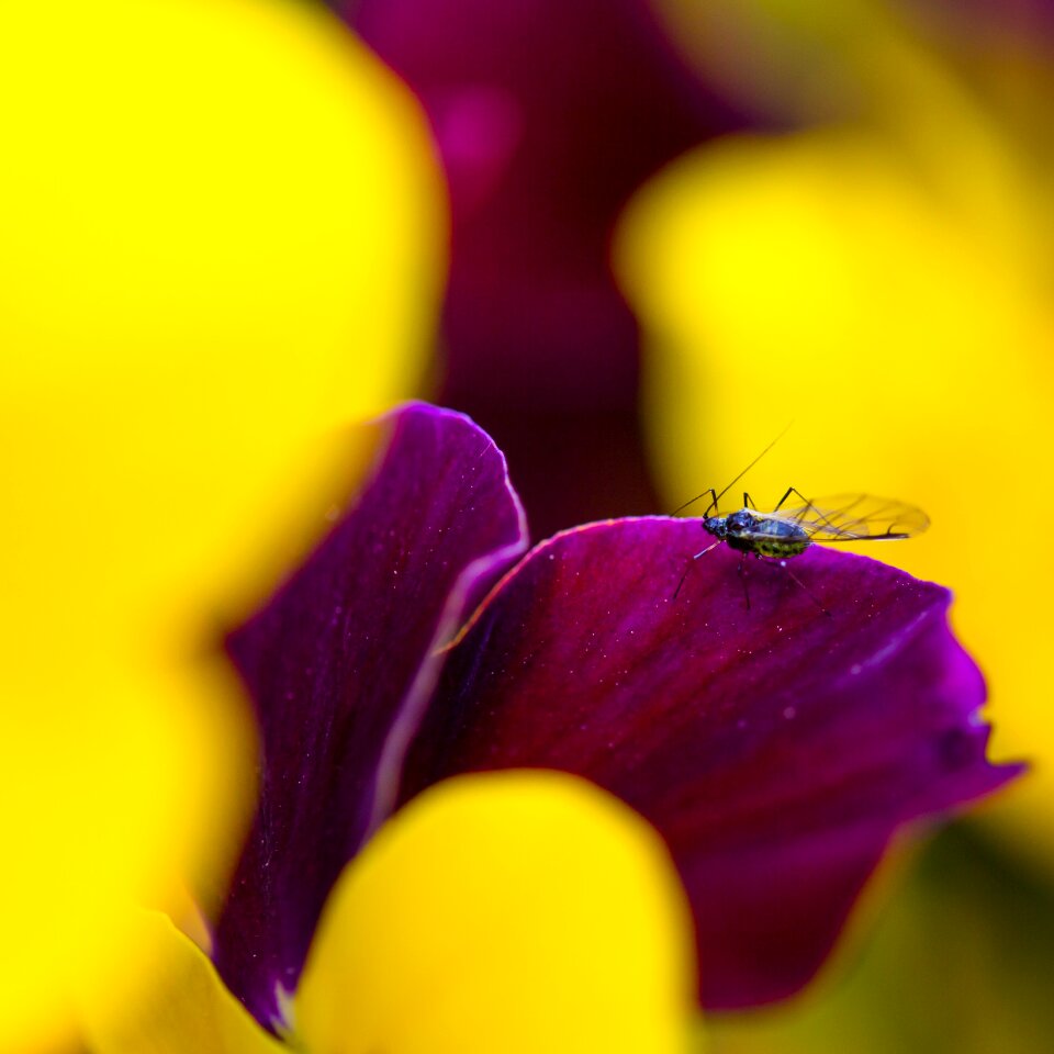 Insect beetle flower