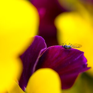 Insect beetle flower