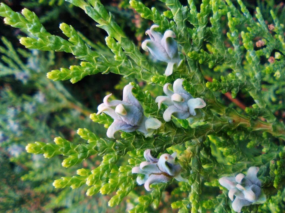 Green branch nature