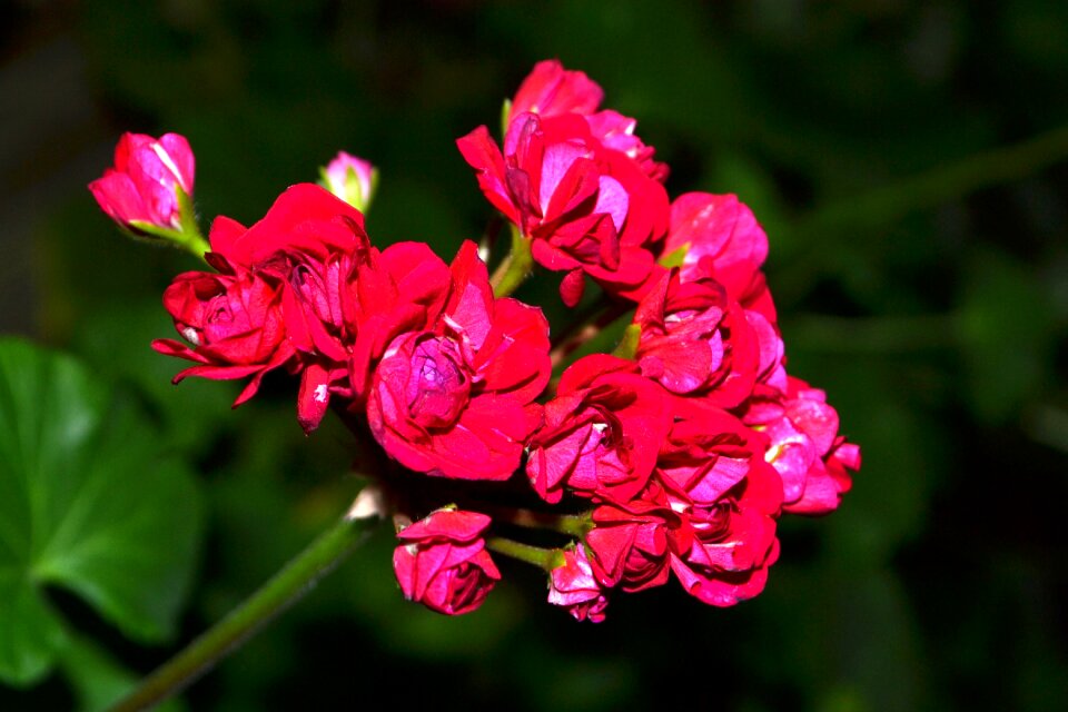 Flower spring macro