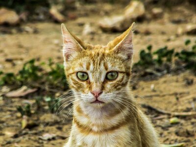 Young kitty adorable