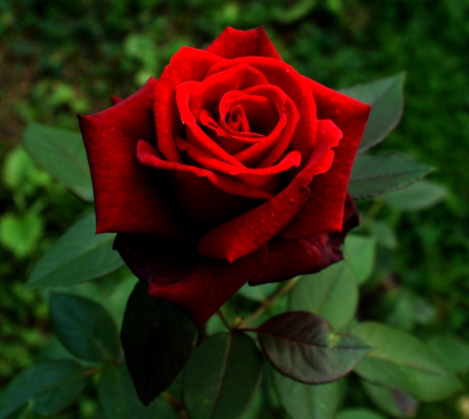 Red garden green