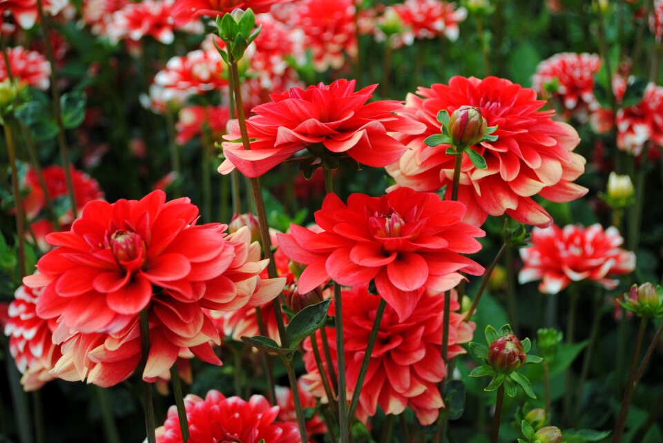 Flower red loiflig