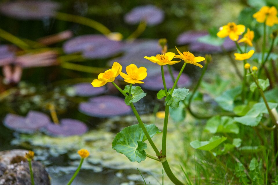 Flower yellow teichplanze