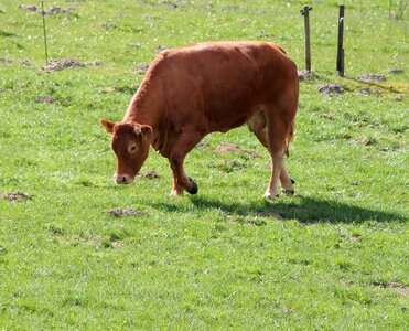 Grass agriculture mark
