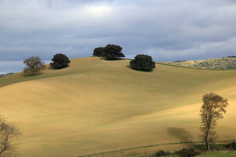 Landscape tree photo