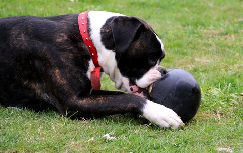 Black and white play ball