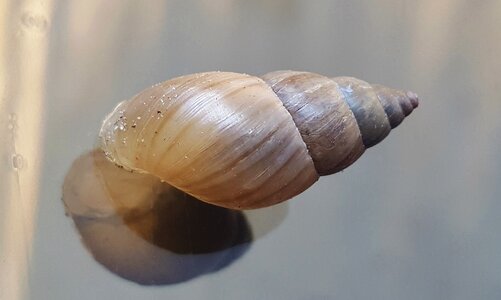 Land snail spiral cone photo