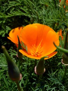 Petals spring nature