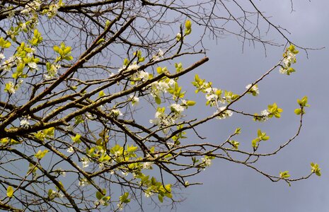 Branch flowering twig blossom photo