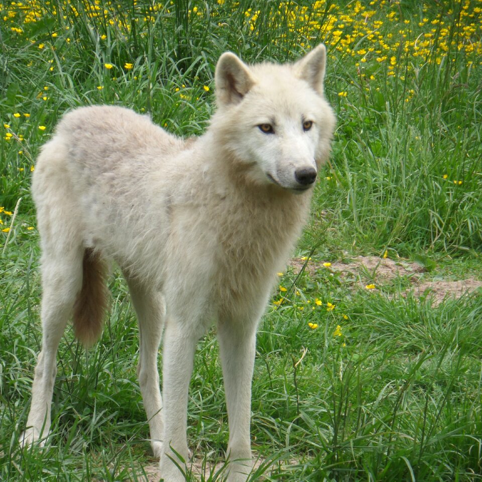 White wolf prairie wild
