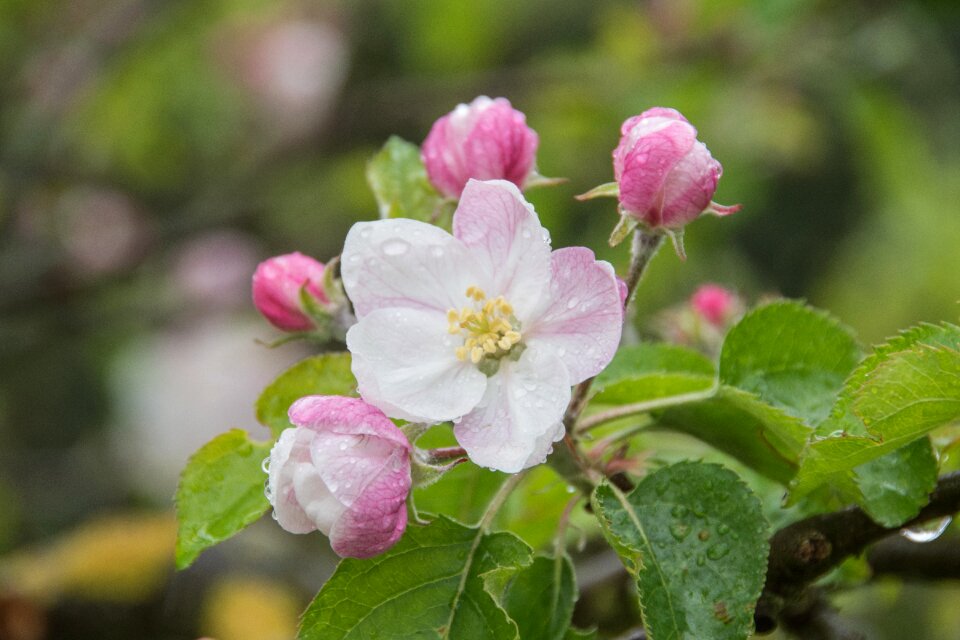 Blossom bloom nature