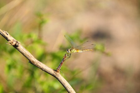 Demoiselle nature flying insect