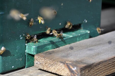Pollination spring collect pollen