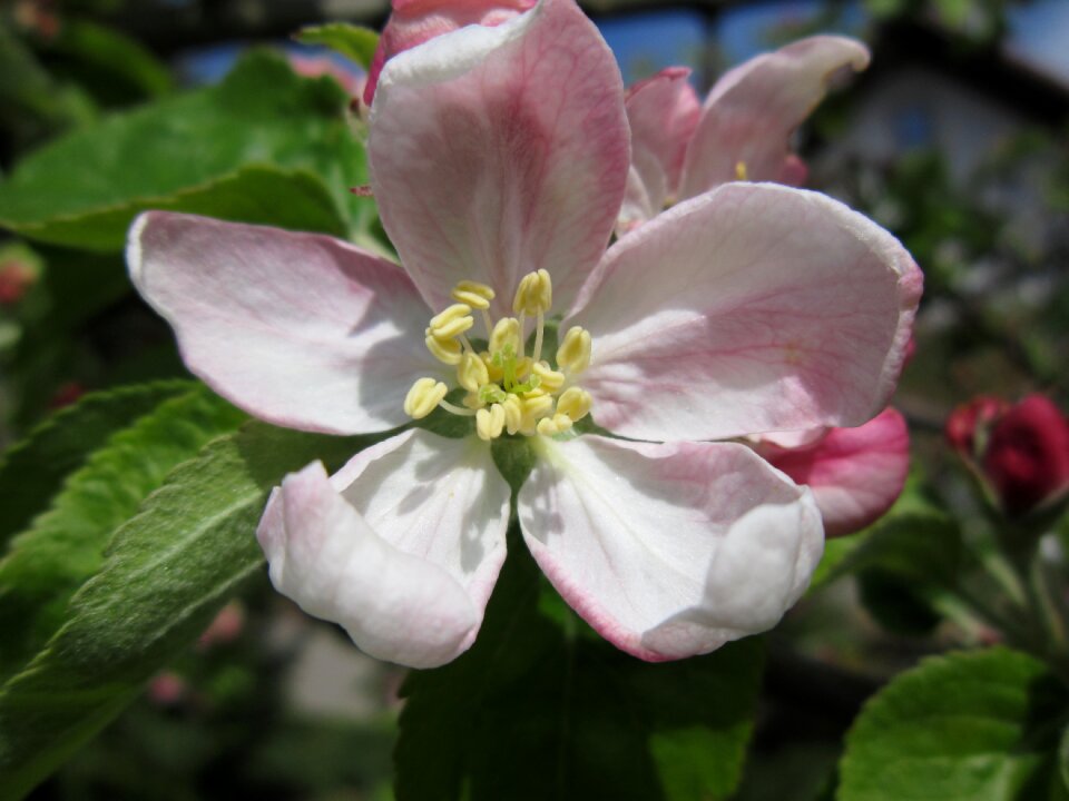 Apple tree spring tree