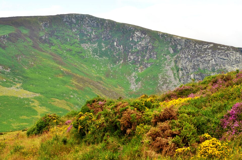 Landscape wild