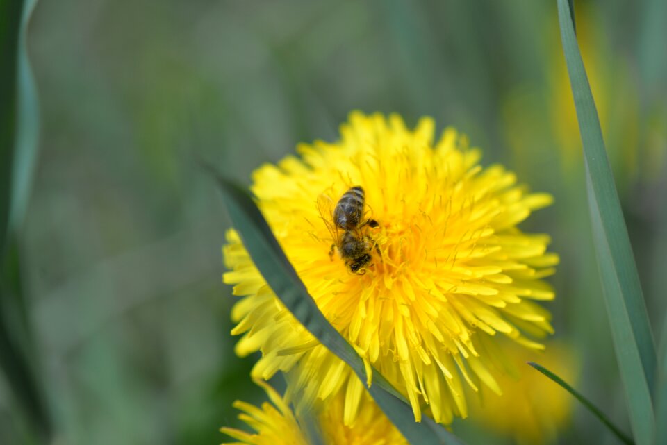 Dandelion pollen sprinkle
