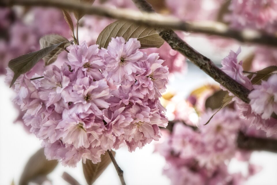 Blossom bloom spring