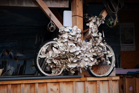 Covered shells oysters