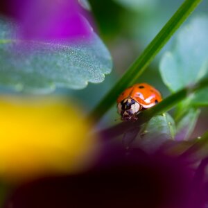 Insect beetle flower photo