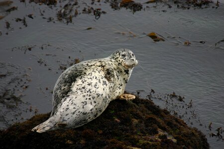 Wildlife nature pacific