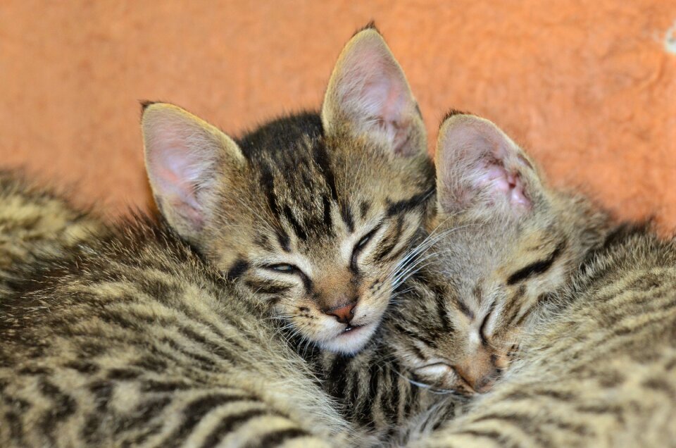 Cute animals tabby