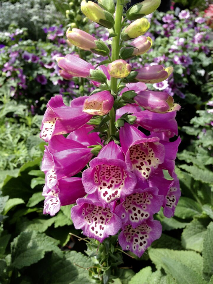 Blossom bloom purple