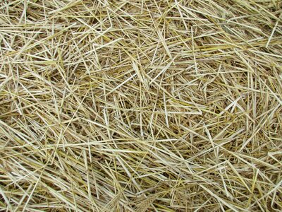 Cornfield harvest background