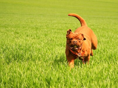Mastiff de french