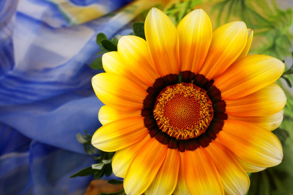 Closeup bright flower close up