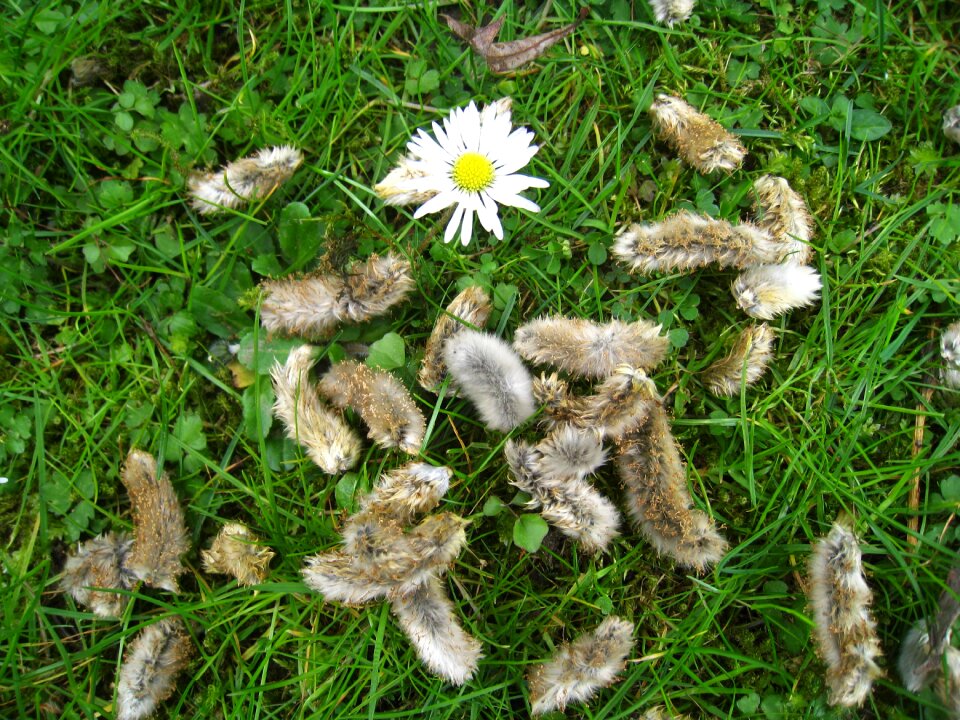Spring lenz season