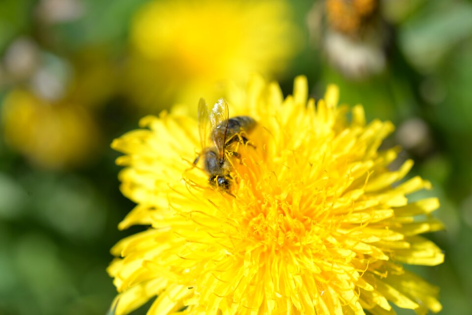 Bloom pollen flower