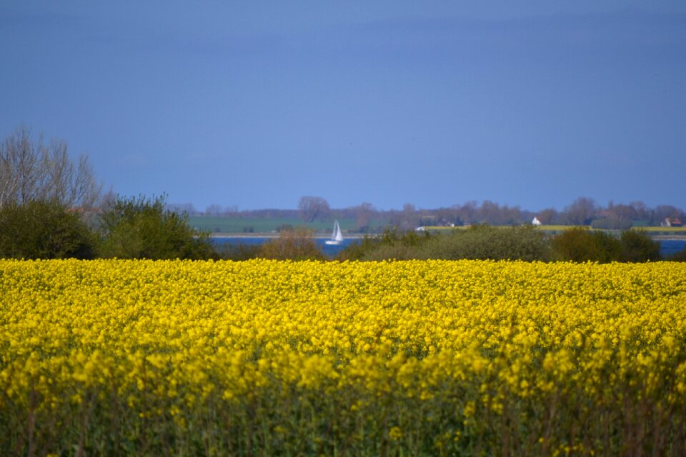 Flowers nature rape blossom