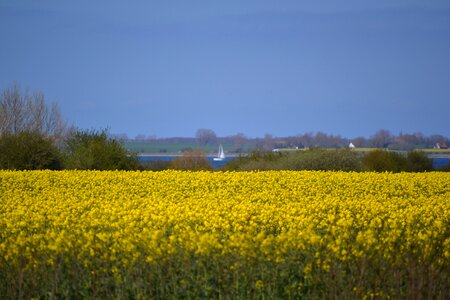 Flowers nature rape blossom