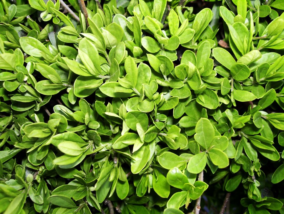 Tree nature green