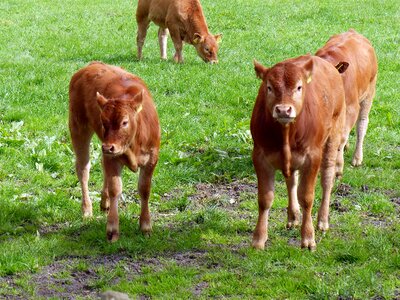 Brown young animal mammals