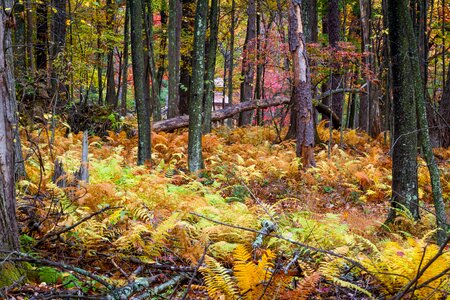 Nature forest landscape photo