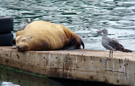 Wildlife pacific seascape photo