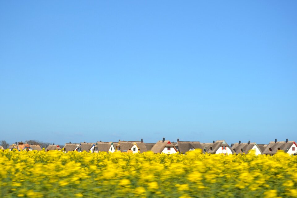 Spring meadow thatched houses rape blossom