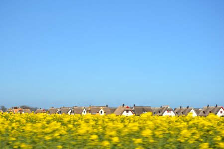 Spring meadow thatched houses rape blossom