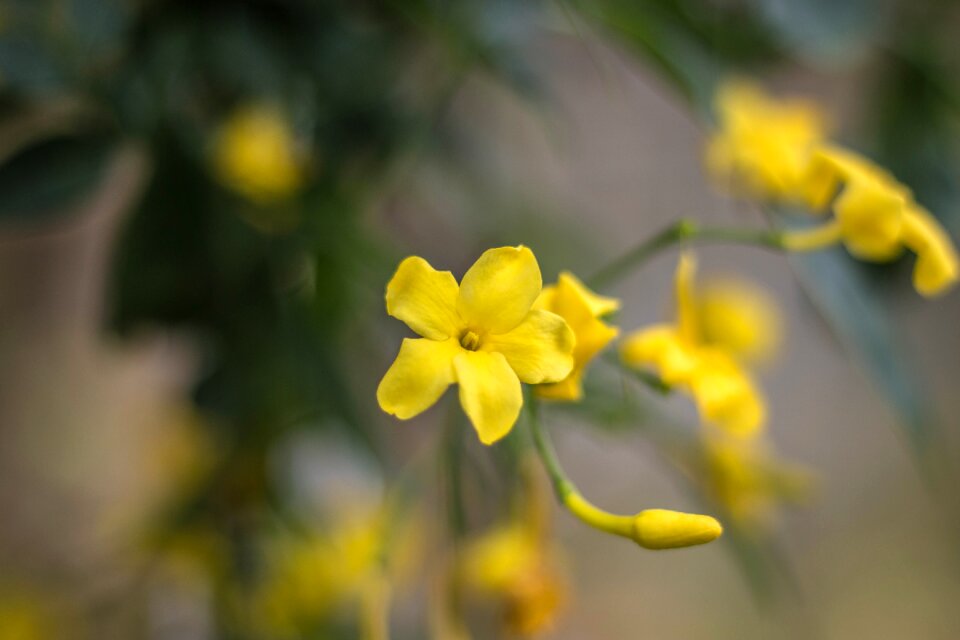 Garden creeper plant