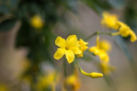 Garden creeper plant