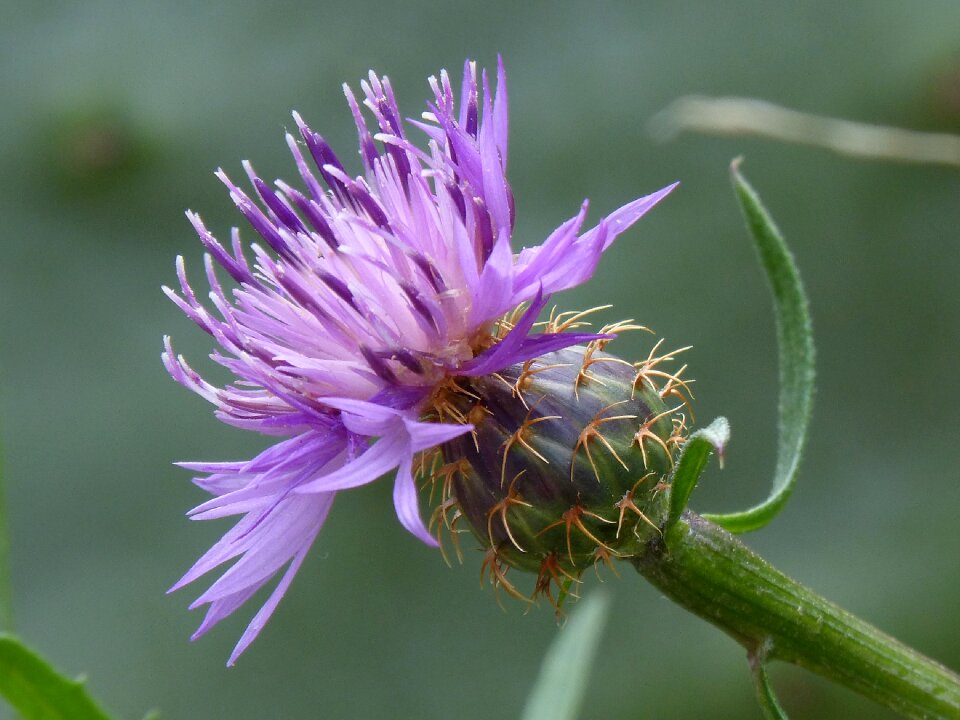 Thistle detail beauty